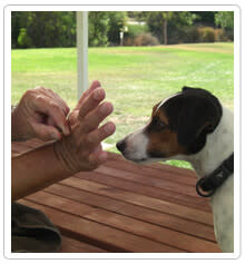 Touch Training with your dog