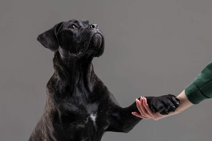 A sleek black Cane Corso with subtle brindle markings sitting attentively against a soft gray studio background, gently placing its large paw into its owner's hand in a moment of trust and connection.
