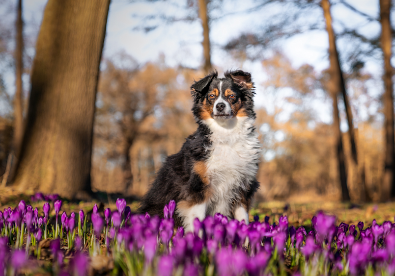 Alert tri-color mini Australian shepherd sitting among vibrant purple crocuses in a forest, with its distinctive black, white, and copper coat contrasting beautifully against the flowers as autumn trees with golden-brown foliage create a warm backdrop.