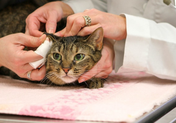 A cat receiving veterinary care, lying on a soft pink blanket, while a veterinarian examines the cat, it appears calm but concerned, focusing on how much chemo, radiation therapy, and cancer treatment for cats might cost. 