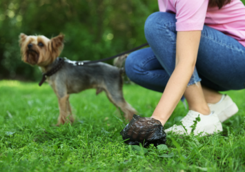 A woman carefully collects a dog stool sample from the ground, emphasizing the importance of proper collection and storage for an accurate fecal sample diagnosis at the vet.