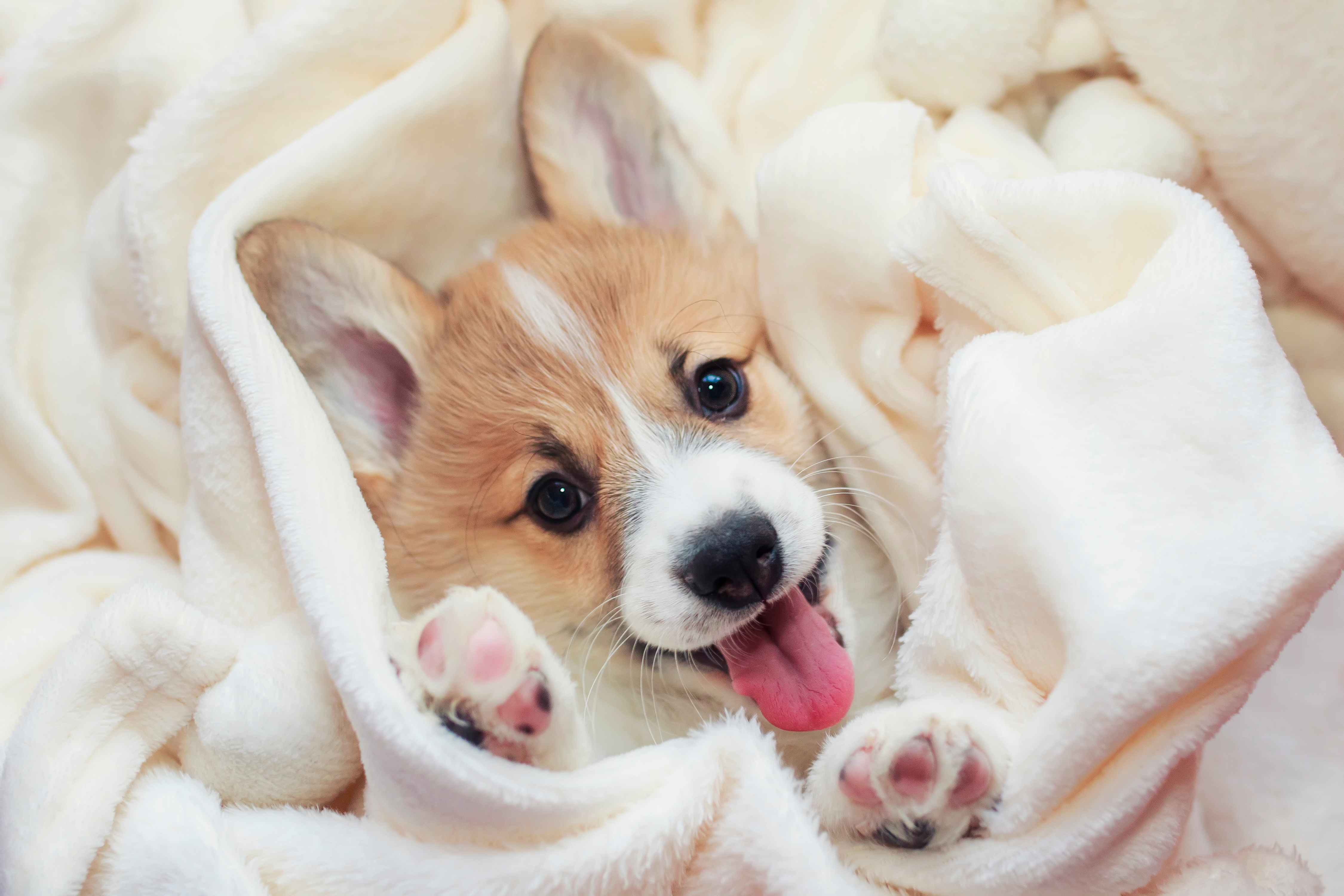 An irresistibly cute Pembroke Welsh Corgi puppy peeks out from a plush ivory blanket, pink tongue happily lolling and tiny pink paw pads poking through the soft folds.  When figuring out how to prepare for a new puppy, comfort items like snuggly blankets are often overlooked but truly essential puppy supplies for helping your new arrival feel safe and secure. 