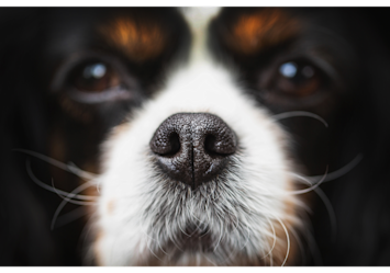 A picture of a dog nose