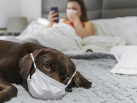 Dog wearing medical mask is  laying on bed with sick person