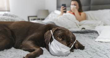 Dog wearing medical mask is  laying on bed with sick person