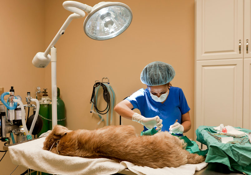 A veterinary surgeon examines a golden retriever for potential removal of lipoma in dogs, a common procedure when fatty tumors in dogs grow large or interfere with movement. 