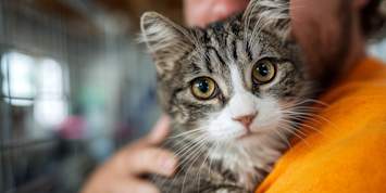 A tabby cat with wide, alert eyes is held against its owner's shoulder, showing a tense expression that many pet parents recognize. If you've ever wondered, "Why doesn't my cat like to be held?" this look says it all — flattened ears, a rigid body, and watchful eyes are common signs that a cat is uncomfortable being picked up. 