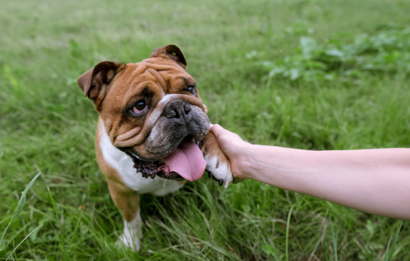 English bulldog ouside with owner