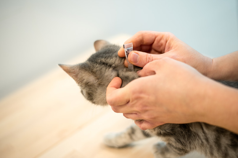 Kitten Receiving Flea Medicine