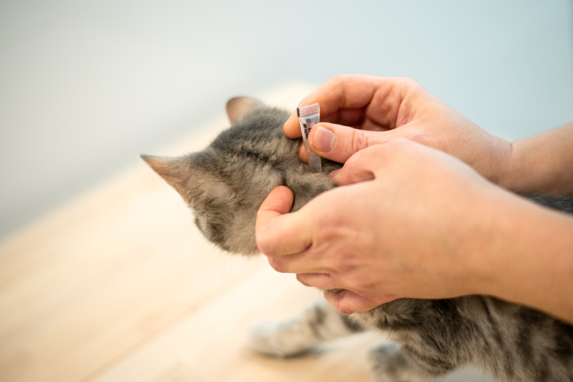 Flea remedies for kittens under 12 weeks hotsell