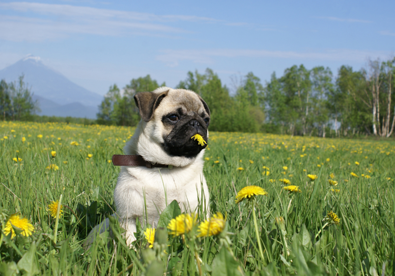 A fawn-colored pug wearing a brown collar sits alert in a lush green meadow filled with blooming yellow dandelions, with one dandelion playfully held in its mouth, while snow-capped mountains and birch trees create a scenic backdrop.