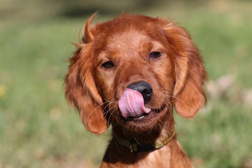 Irish Doodle Puppy Outside