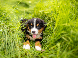 Cute Puppy Sitting in Grass