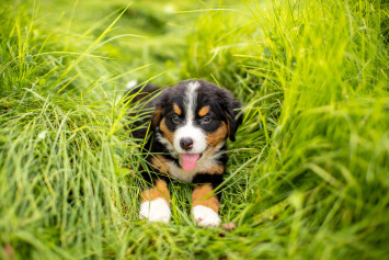 Cute Puppy Sitting in Grass