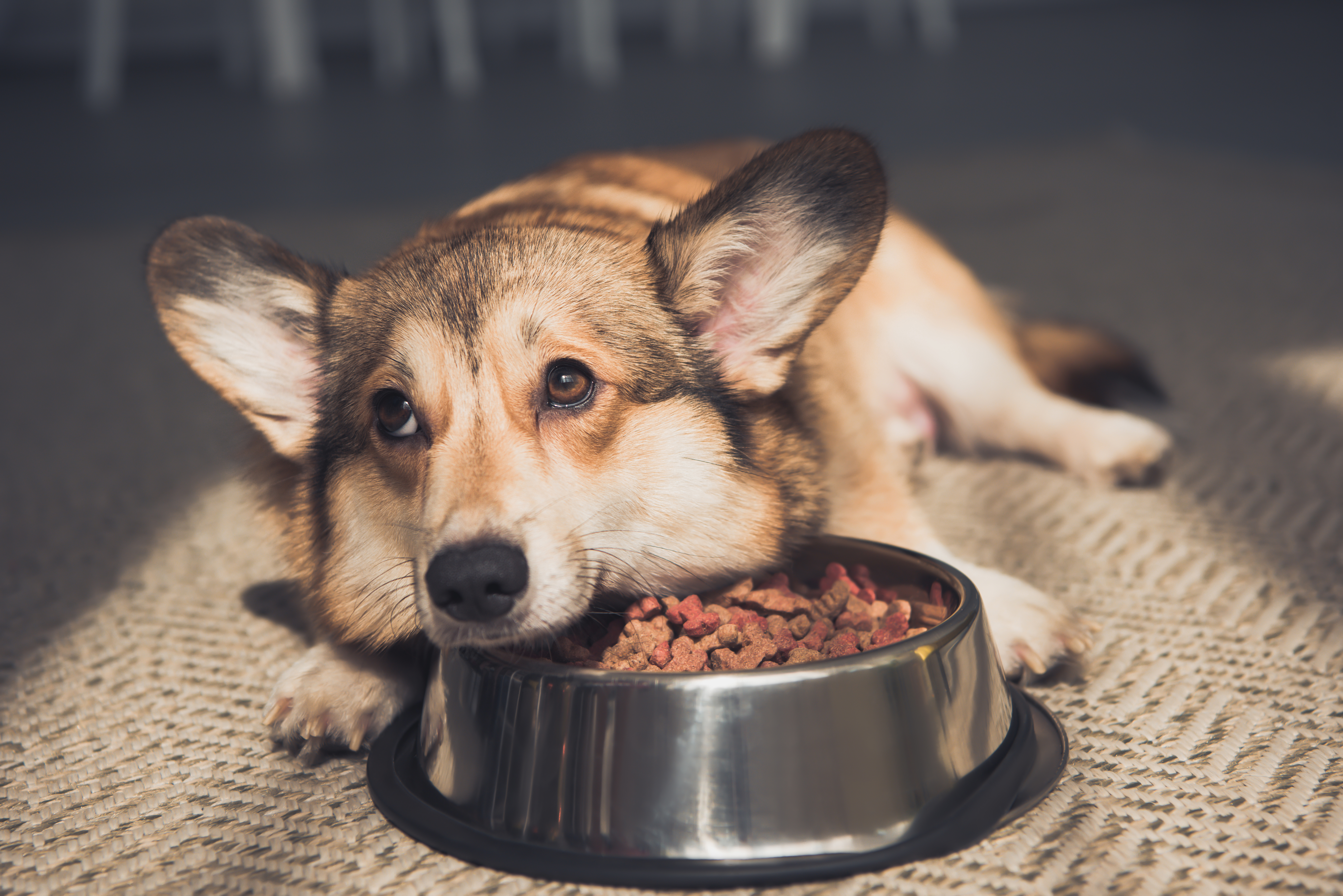 A corgi rests its head next to a full bowl of kibble, eyes up and showing no interest in the food, the all-too-familiar scene for an owner whose dog isn't eating. 