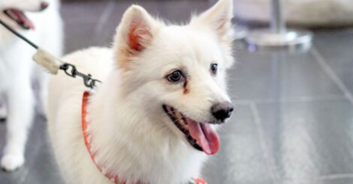 Japanese spitz online tear stains