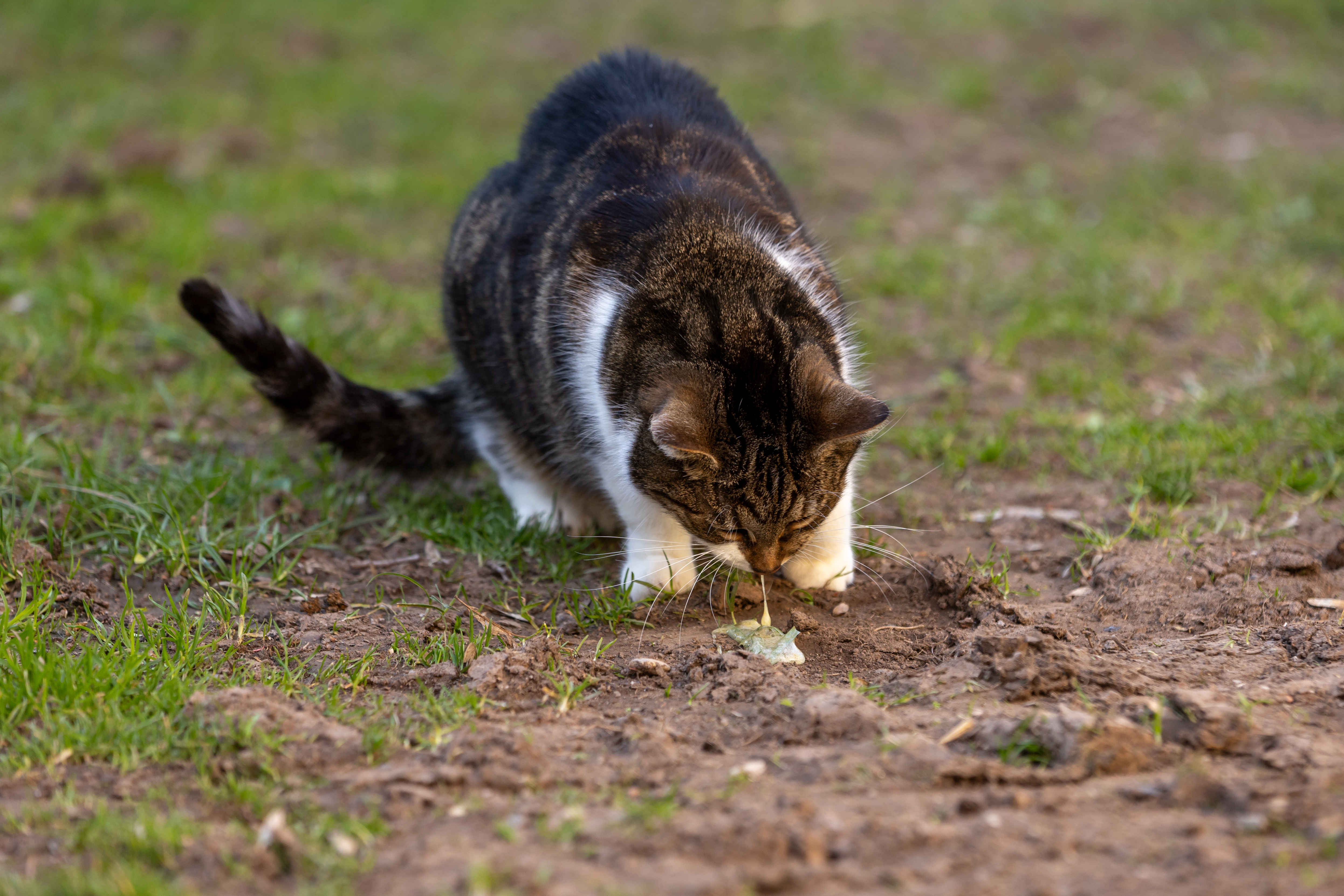 A brown tabby and white cat hunched over in an outdoor grassy area, actively throwing up onto the dirt and grass below. This image clearly illustrates the concerning moment many pet parents witness when wondering why is my cat vomiting or why is my cat throwing up. 