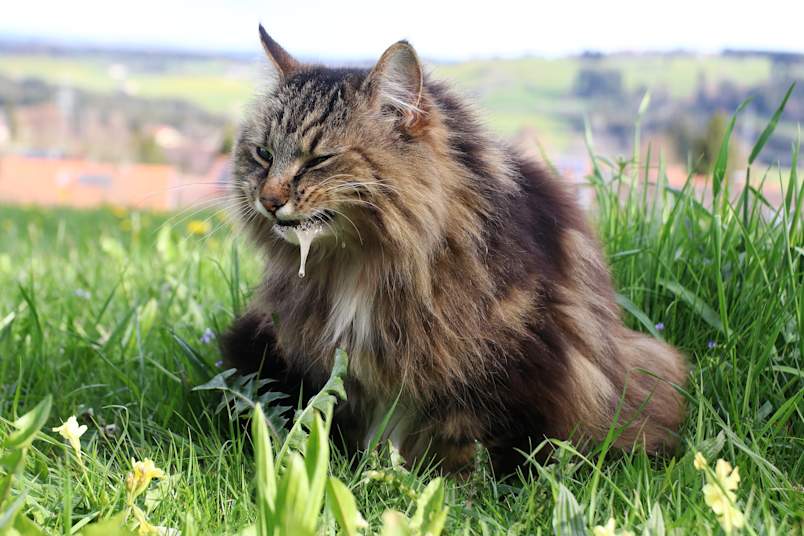 A fluffy long-haired tabby cat sitting in a sunny grassy field, captured mid-moment with white foam dripping from its mouth. This image vividly illustrates one of the most common concerns pet parents have when wondering why is my cat vomiting or why is my cat throwing up white foam. 