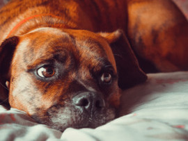 A brown dog on a bed with a pensive look on its face