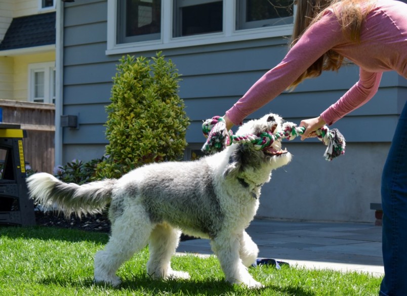 A sheepadoodle dog playing tug with it's pet parent