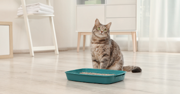 cat sitting by litterbox 