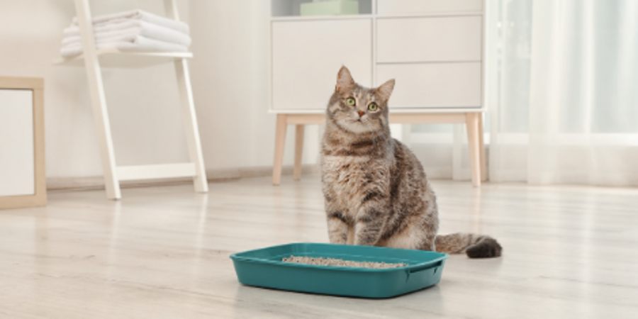 Cat Peeing Pooping Outside Litter Box Why Is My Cat Peeing