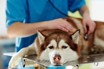 Husky on Vet Table