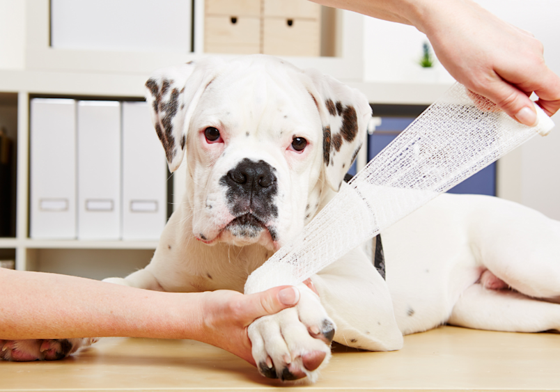 A white boxer dog lies calmly on a wooden floor during a veterinary examination of its front leg, showing how professionals assess cases where dogs limp without obvious pain or swelling.