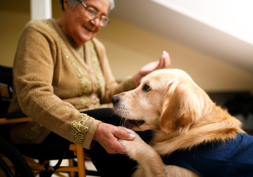 A tender moment between a Golden Retriever and an elderly grandma in a beige sweater, both in their senior years, sharing gentle contact - their parallel aging raising the common question of how a 14-year-old dog's age equates to human years.