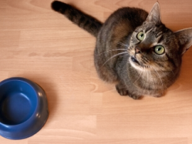 cat by blue food bowl