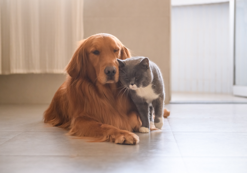 A calm golden retriever lying on the floor next to a gray and white cat, showcasing the golden retriever's gentle and friendly personality, key characteristics of golden retrievers that make them ideal companions and AKC-recognized family pets.