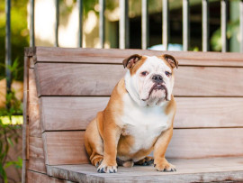 a bulldog with diarrhea sitting unhappily on a bench