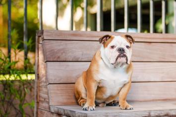 a bulldog with diarrhea sitting unhappily on a bench