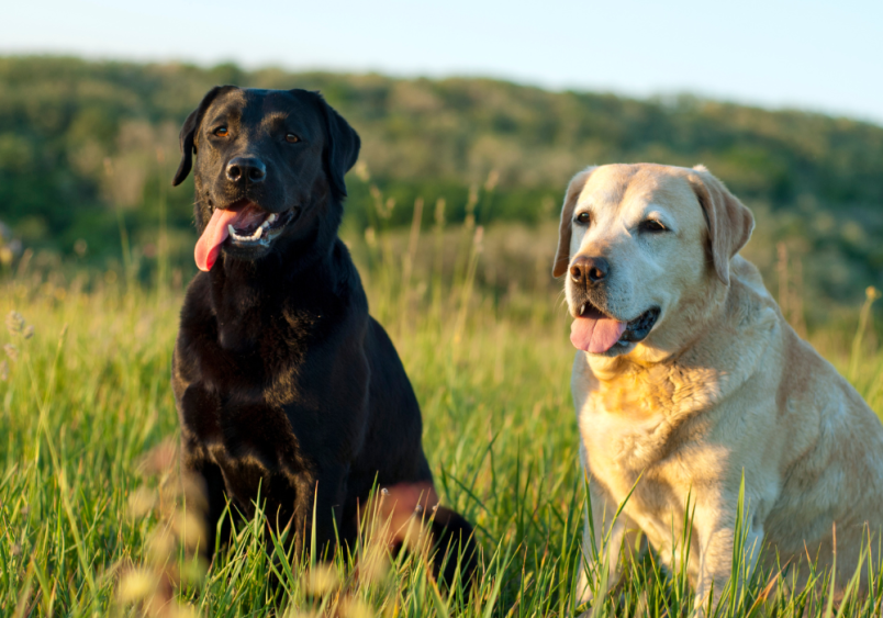 A black and yellow lab sitting in a grassfield.