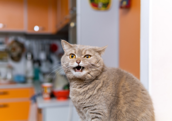 This gray cat is photographed in the middle of meowing at his human's kitchen which led to the human owner asking, "Why does my cat keep meowing"?