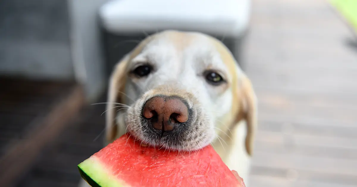 Can Dogs Eat Watermelon Watermelon for Dogs is it Safe or is it Bad