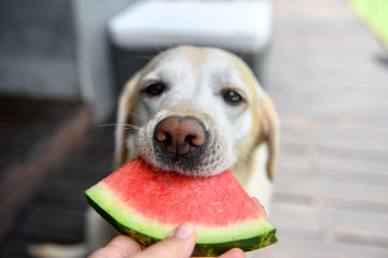 Dog Eating Watermelon from Owner's Hand