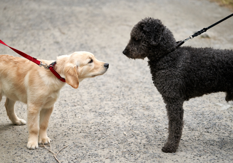 A puppy training and socialization moment showing a golden retriever puppy learning basic dog commands and proper leash training while meeting a black poodle, illustrating essential techniques in how to train your puppy for positive dog interactions.