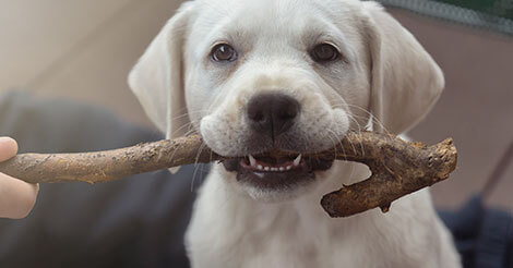 Adult shop dog teething