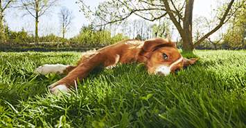 calm dog lying in the grass
