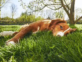 calm dog lying in the grass