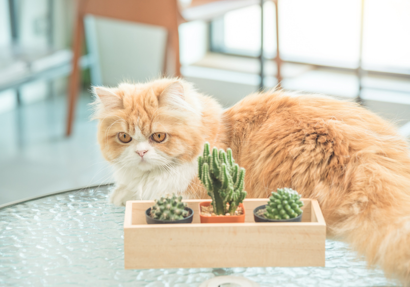 A regal Persian cat, sporting that famous Garfield-orange coat and luxurious long fur, peers curiously at a wooden box of tiny cacti - creating a charming scene between this majestic feline and its miniature desert garden.