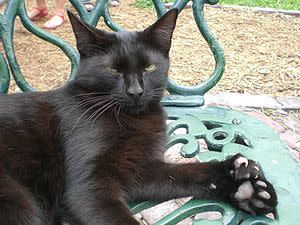 Polydactyl cat from Wikipedia
