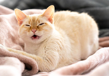 A cream-colored cat with a blissful expression lies comfortably on pink bedding while displaying typical allergy-related behaviors such as an open mouth and squinted eyes.