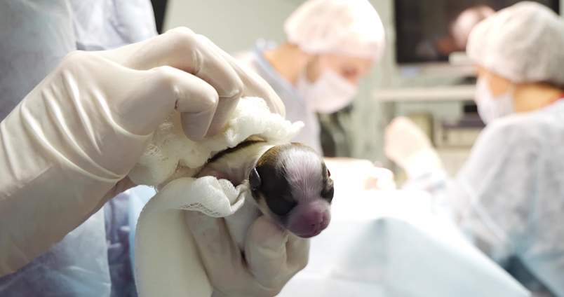A veterinarian wearing white surgical gloves carefully holding a tiny newborn puppy wrapped in white gauze, just delivered during an emergency cesarean section in a sterile veterinary surgical suite. This image captures the critical moment of intervention often required when dog pregnancy complications occur, including canine maternal hydrops, also known as hydrops allantois or water puppy syndrome.