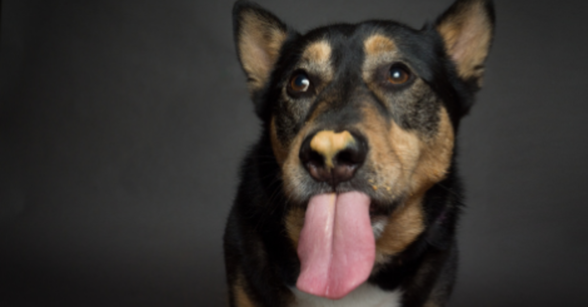 Is too much peanut sales butter bad for dogs