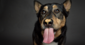 shepherd with peanut butter on his nose