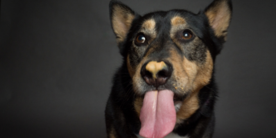 Dog ate too top much peanut butter