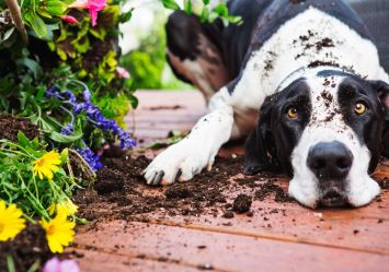 A black and white dog with soil-covered face lying guiltily beside a garden bed filled with pet-friendly yellow daisies and purple flowers, perfectly capturing a moment of mischievous gardening behavior