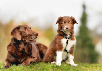 Two dogs sit together on grass - a mature chocolate Labrador and a younger brown and white Border Collie mix - demonstrating the different stages of dog aging and development compared to human years.